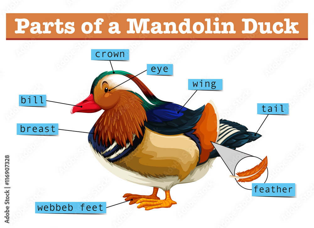 Mandolin鸭子的不同部位