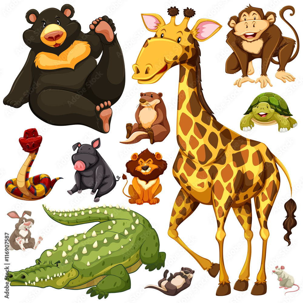 Different types of wild animals