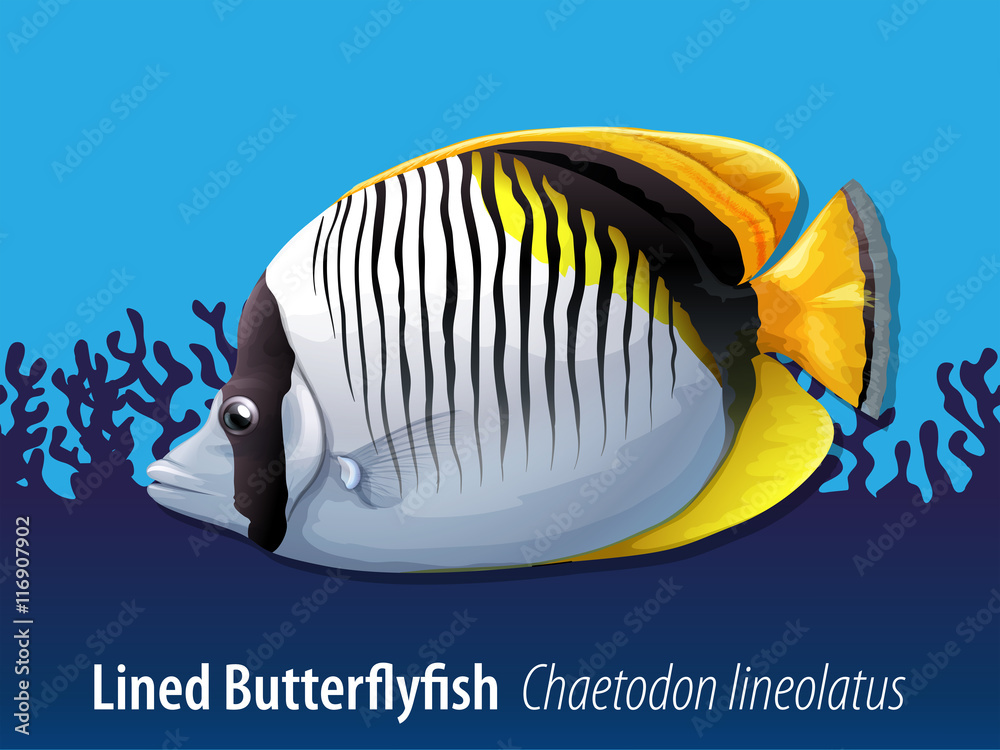 Lined butterflyfish swimming in the sea