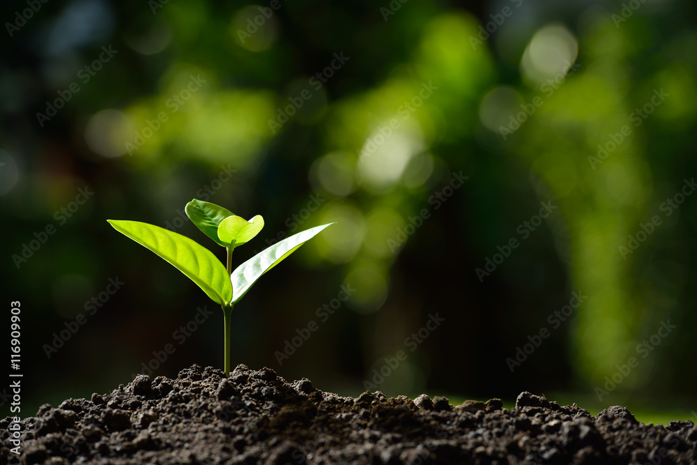 Young plant in the morning light on nature background