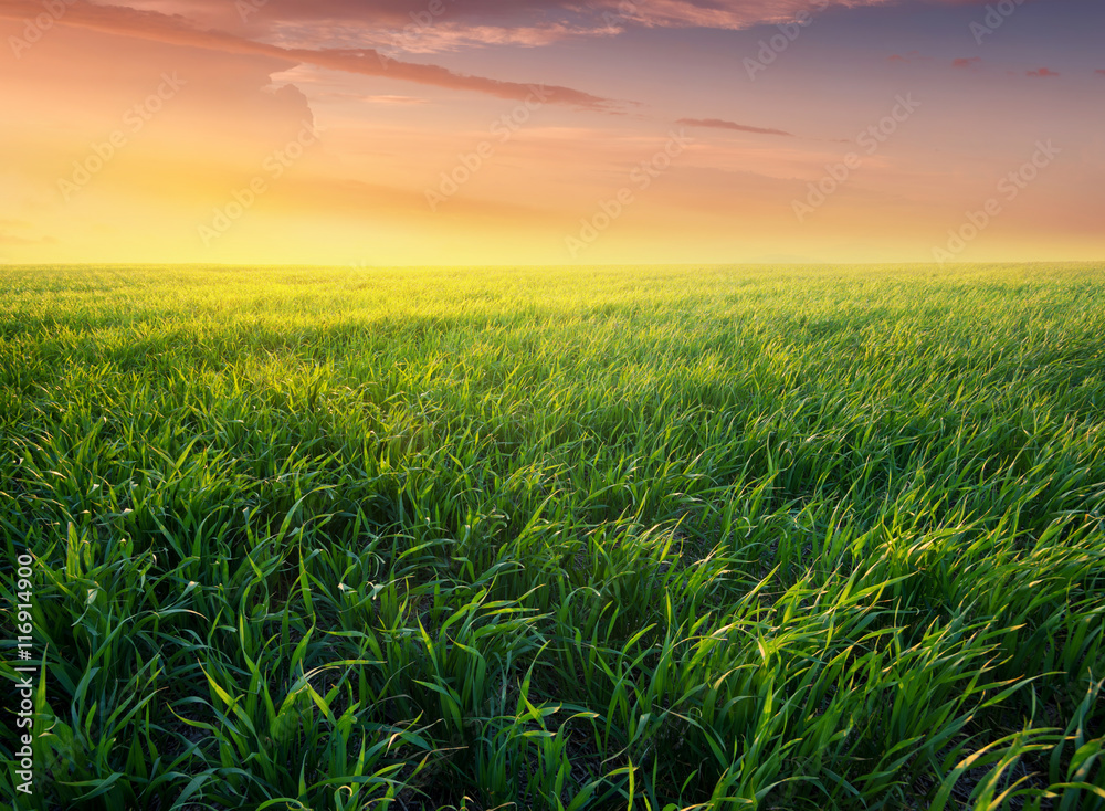 Grass on the field during sunrise. Agricultural landscape in the summer time