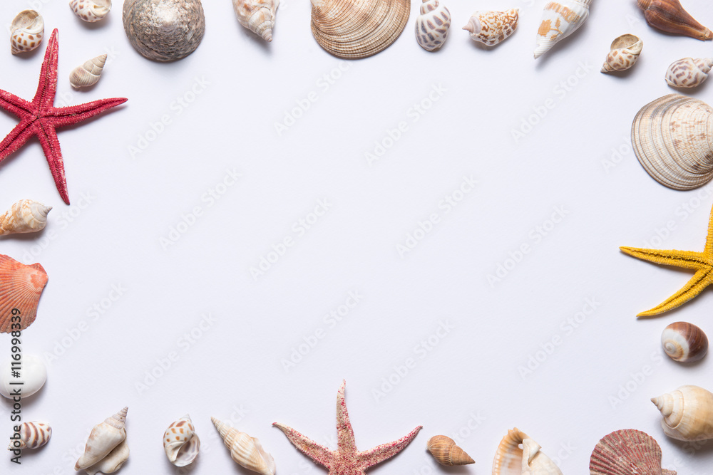 Seashells and starfish on a white background. Copy space for you