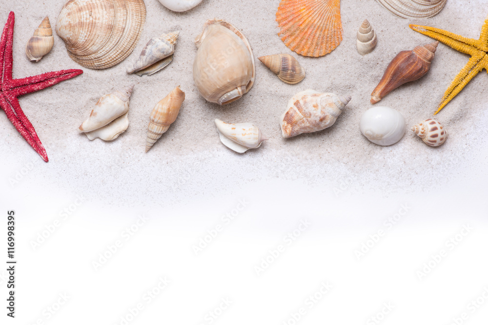 Seashells and starfish on a white background. Copy space for you