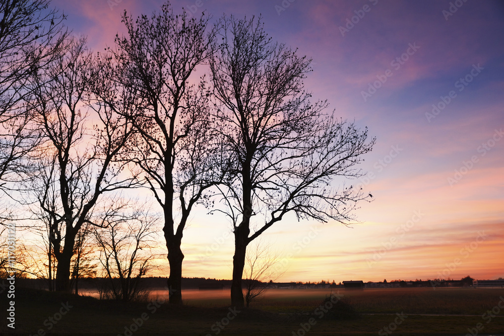 Baum-Silhouetten im Abendrot