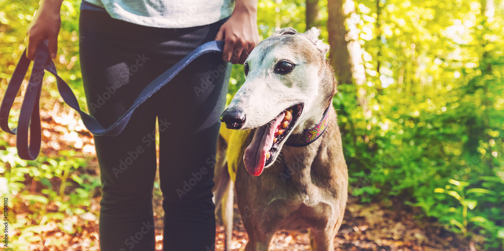 Young woman with her greyhound