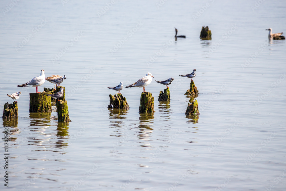 乔治亚州波蒂古斯托米湖上的Cormorants and海鸥