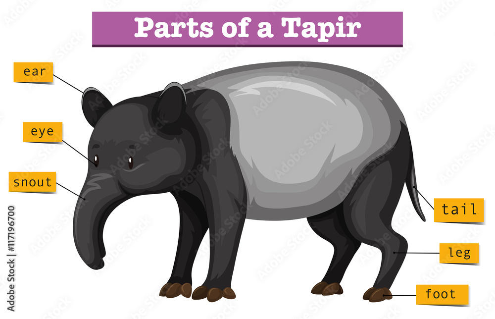 tapir零件示意图