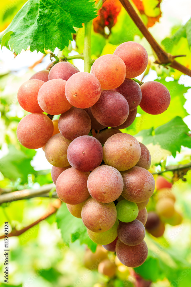 Ripe grapes in the vineyard,in the autumn season