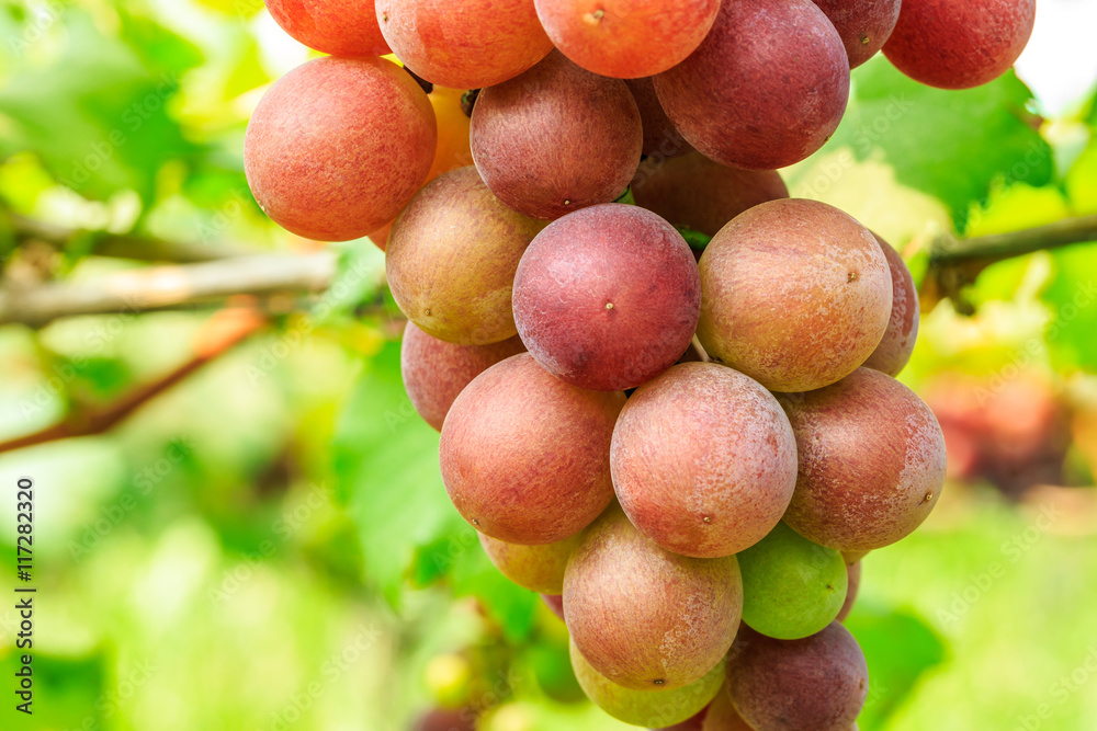 Ripe grapes in the vineyard,in the autumn season