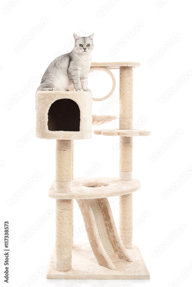 Cute cat lying on cat tower