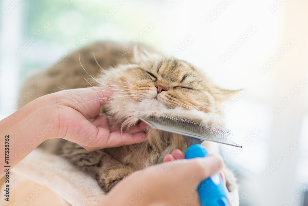 女人用梳子刷波斯猫