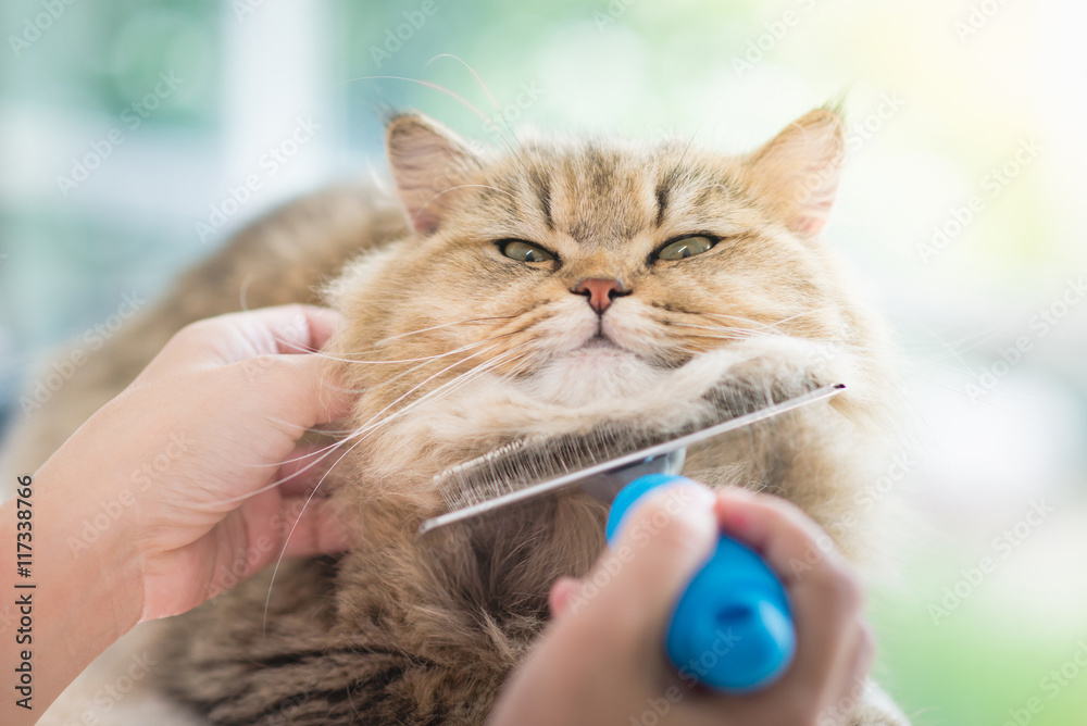 女人用梳子刷波斯猫