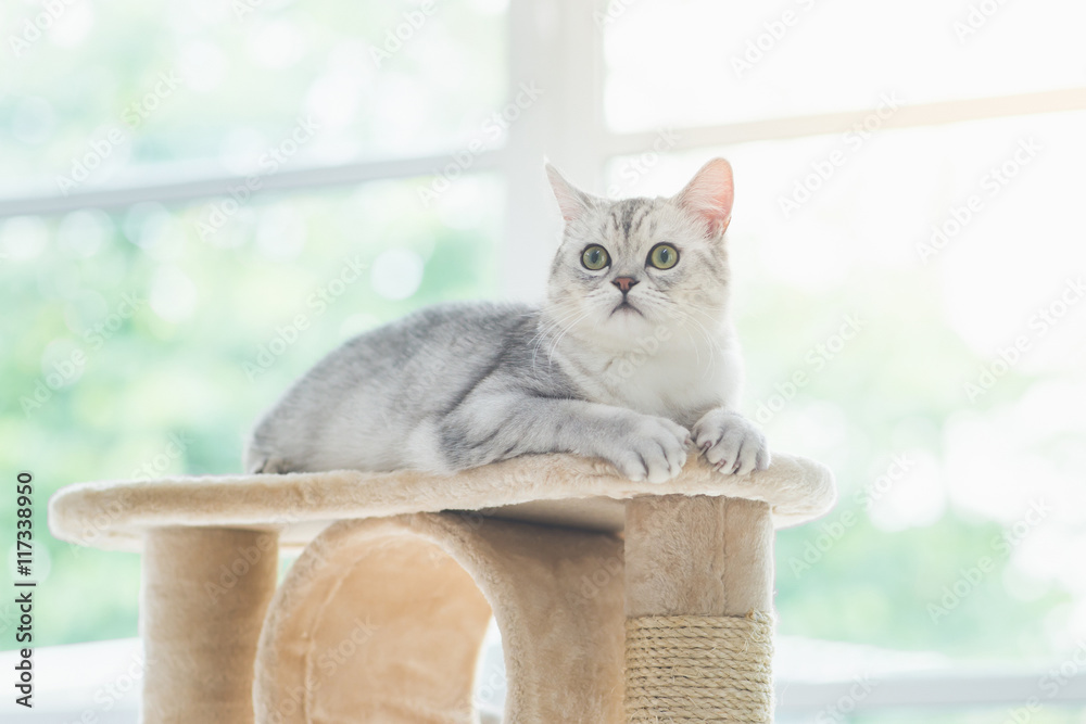 cat looking up on cat tower