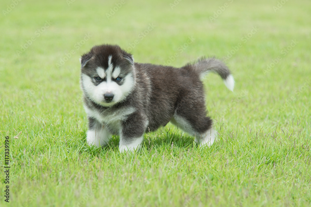 Siberian husky puppy on green grass