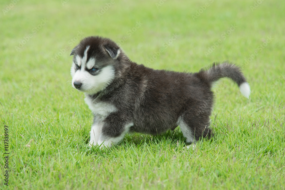 Siberian husky puppy on green grass