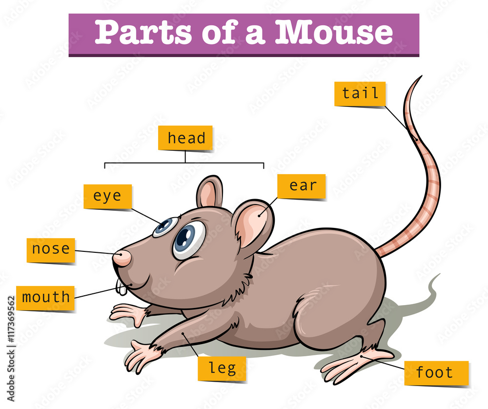 小老鼠的不同部位