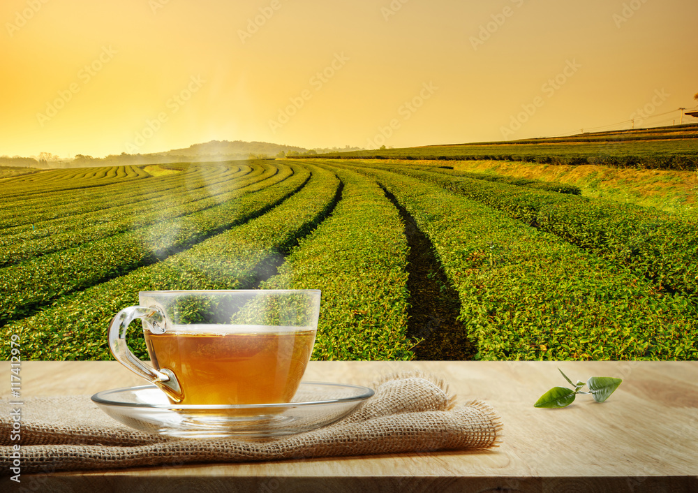 木桌上的一杯热茶，茶园回来了