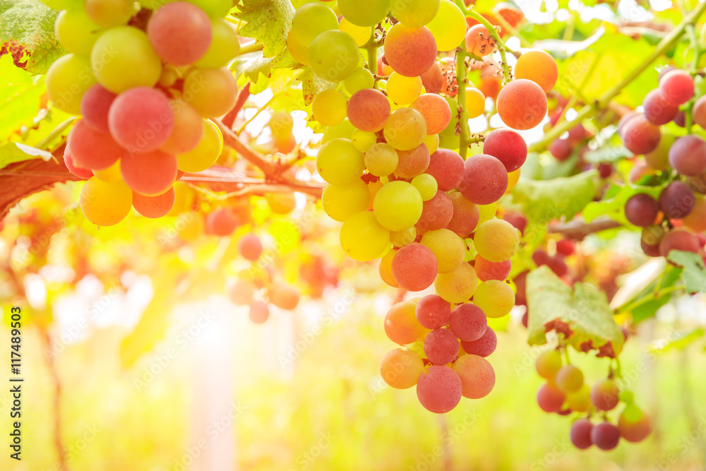 Ripe grapes in the vineyard,in the autumn season