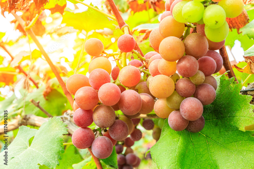 Ripe grapes in the vineyard,in the autumn season