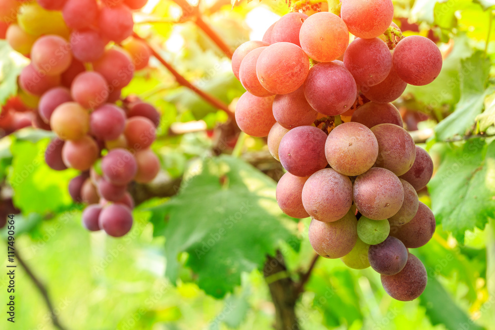 Ripe grapes in the vineyard,in the autumn season