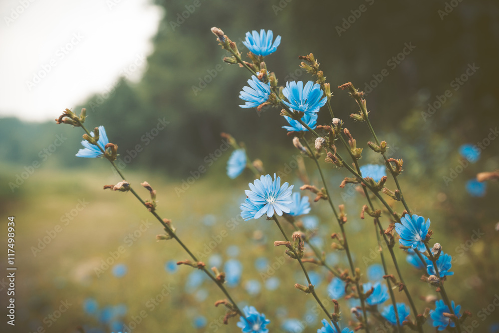 Chicory flower on the field. Shallow depth of field. Toned image.