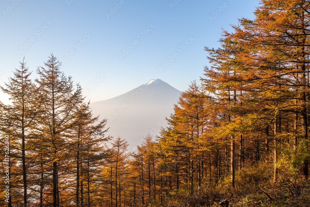 秋天的黄色森林树和富士山顶