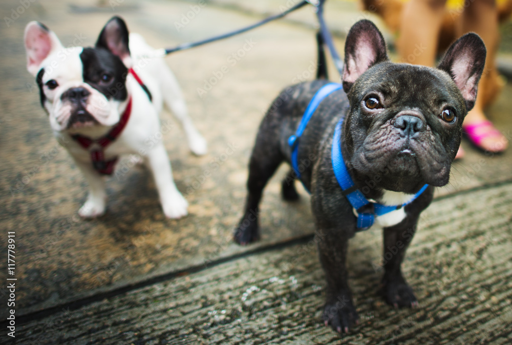 French Bulldog Take a Walk Lovely Pet Animal Concept