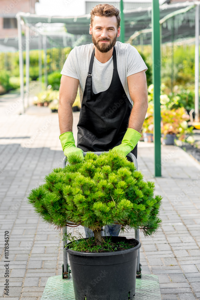 Handsome flower seller carrying a tree with trolley in the plant store. Customer service and deliver