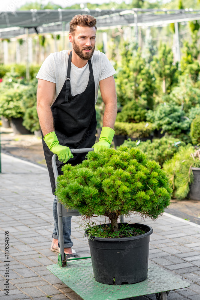 Handsome flower seller carrying a tree with trolley in the plant store. Customer service and deliver