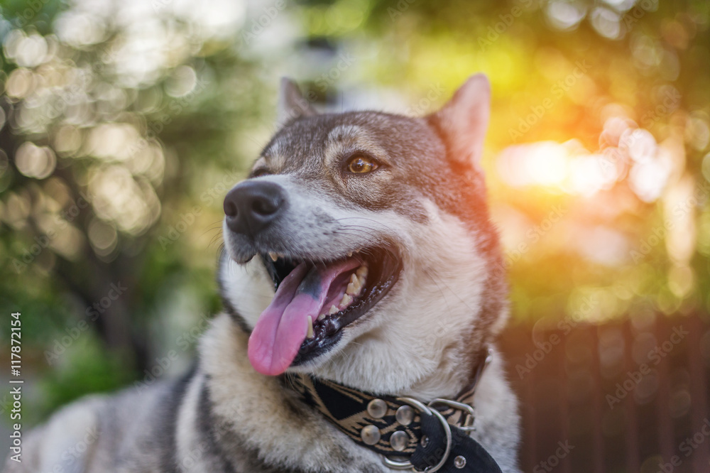 happy Husky portrait with brown eyes