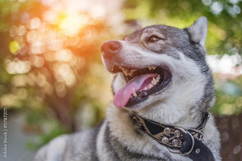 Husky portrait with brown eyes