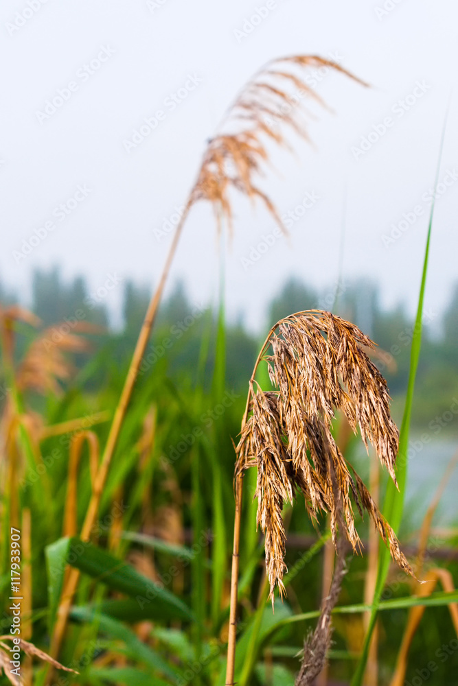 怒江芦苇。