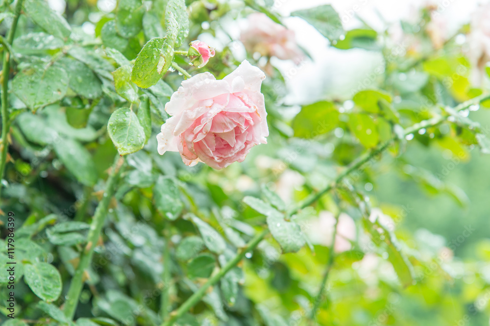 Pink roses