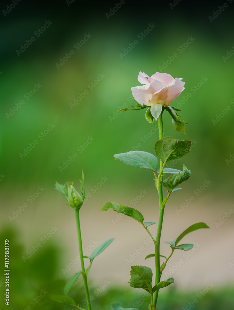 Beautiful Pink roses blooming and bud in a garden