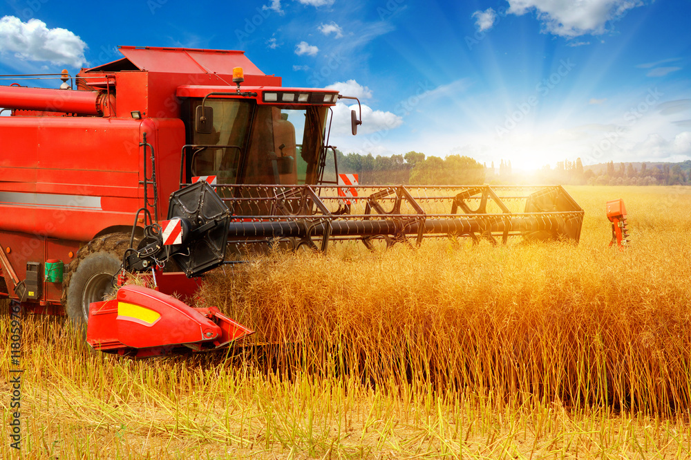 Combine working in field