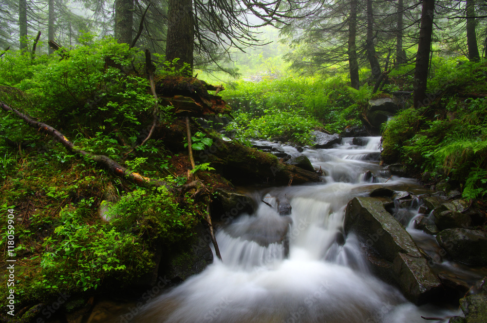 Creek in the woods