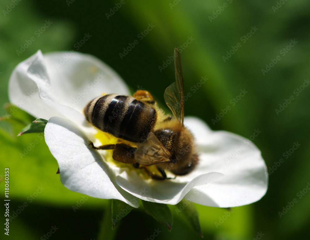 Bee on the flower