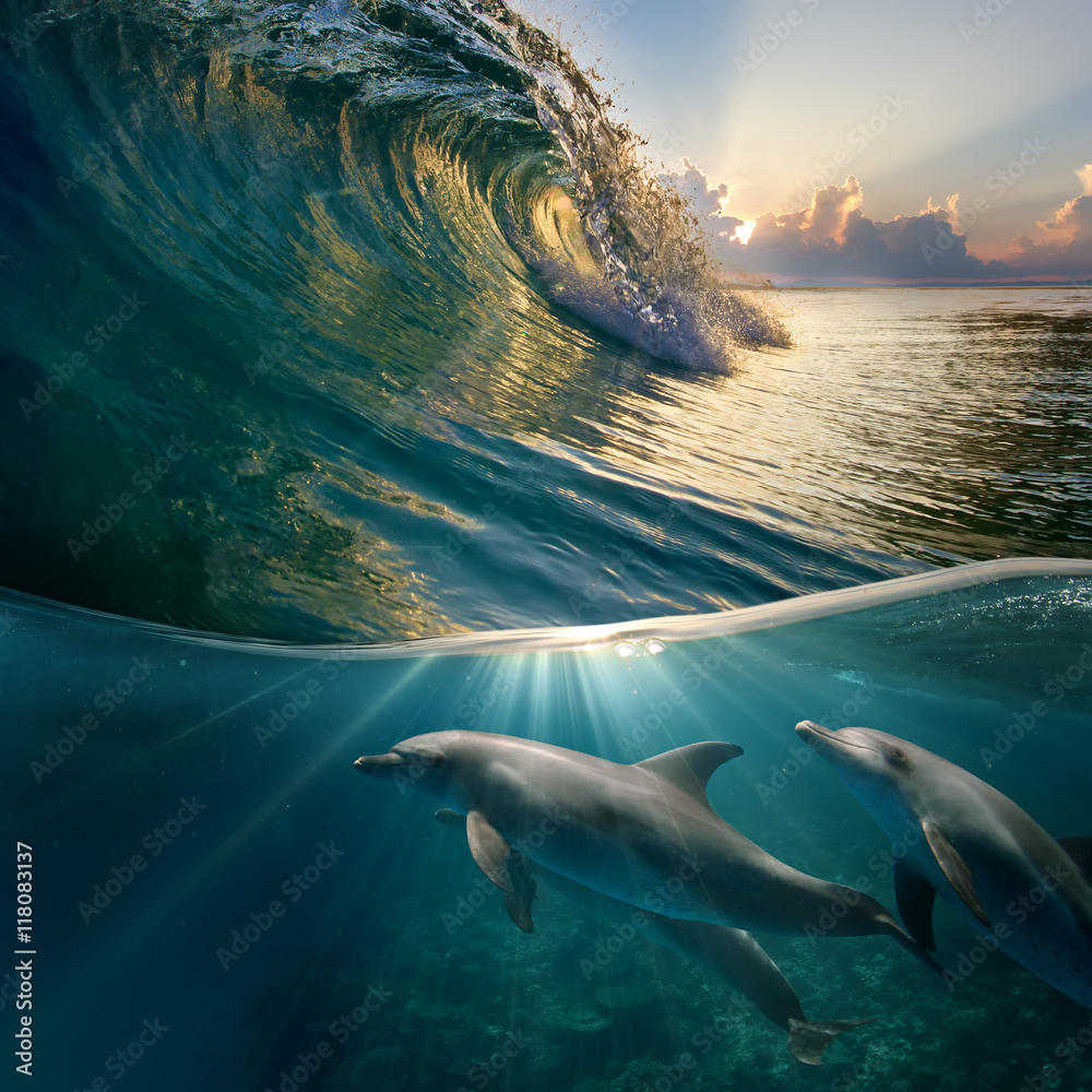 hawaiian beautiful dolphins playing under ocean breaking surfing wave