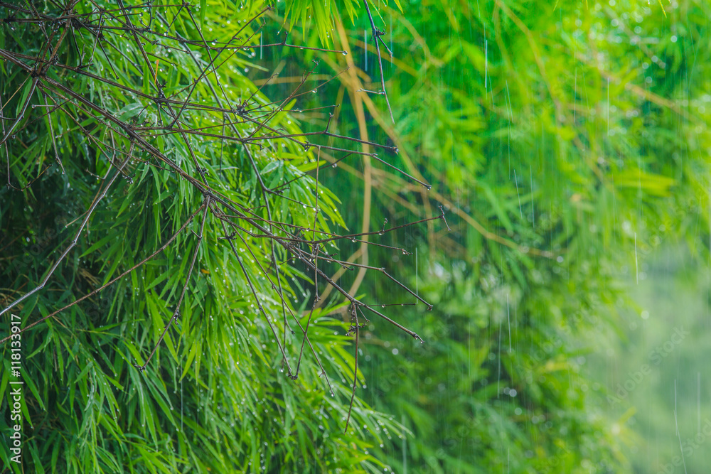 雨天做鲜绿色的竹叶