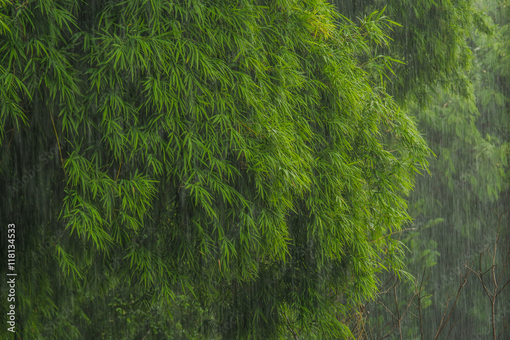 雨天做鲜绿色的竹叶