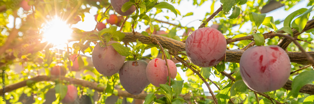 Plum tree