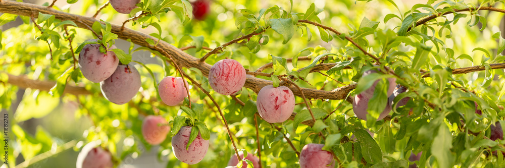 Plum tree