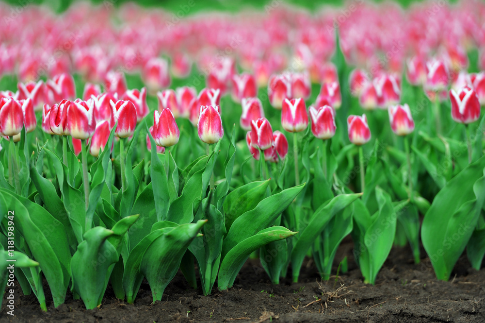 Tulips in spring field