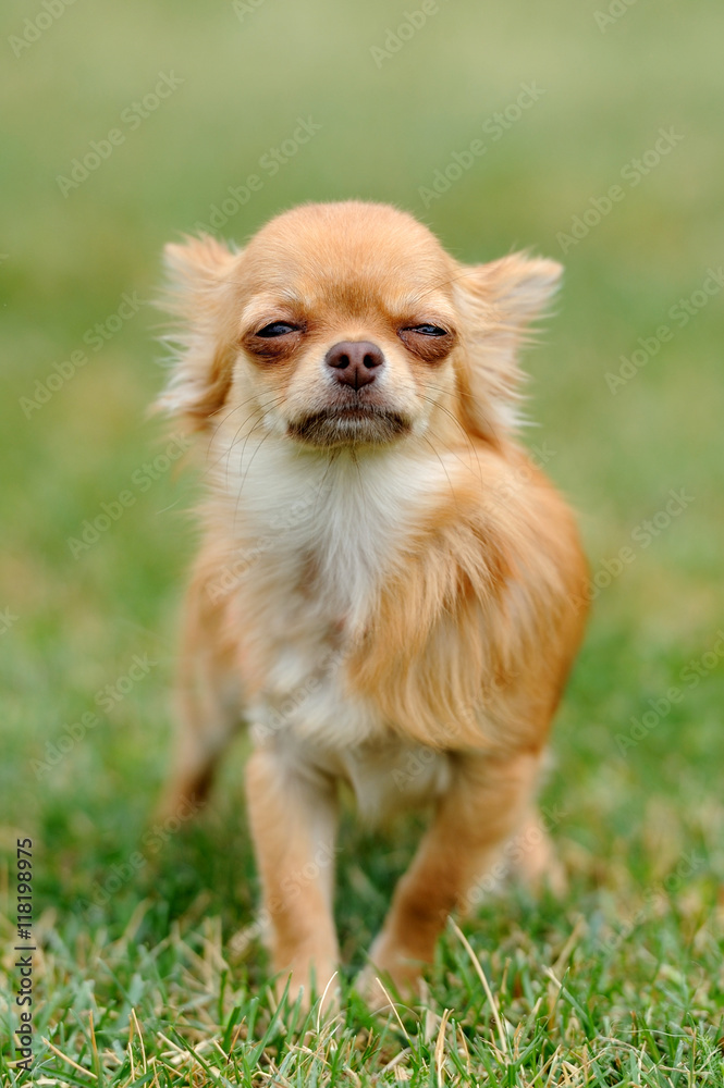 Dog in green grass