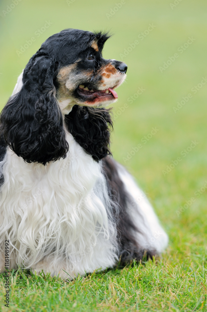 American Cocker Spaniel dog