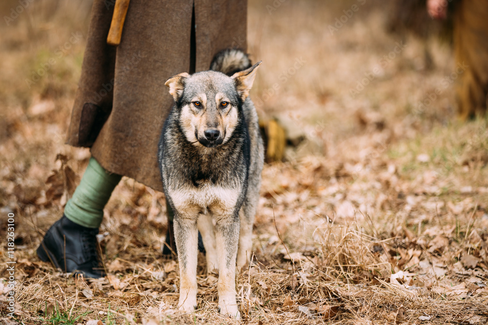 混血猎犬在户外男子脚下休息。秋季