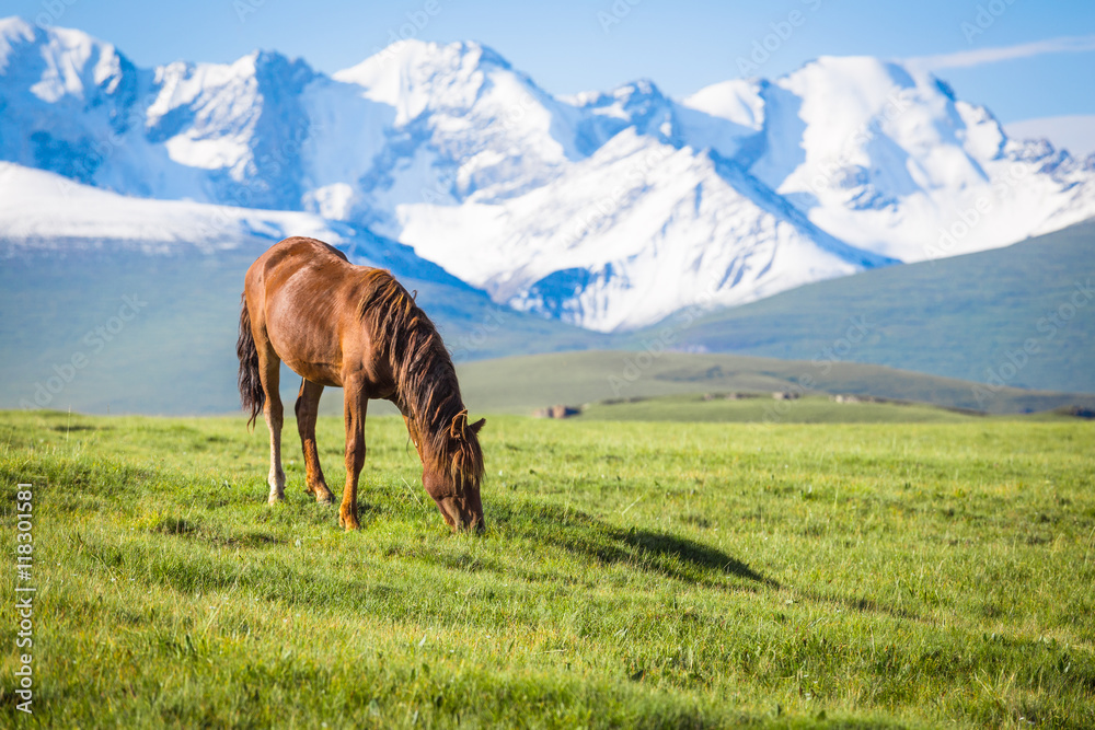 Horses under the snow mountain, pasture on the plateau.