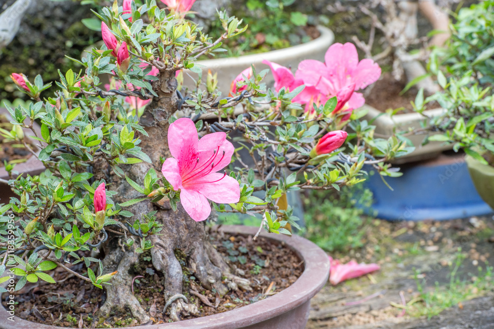 粉色杜鹃花