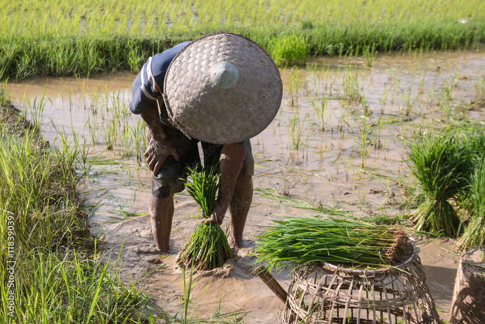 Rice farmers in rice field