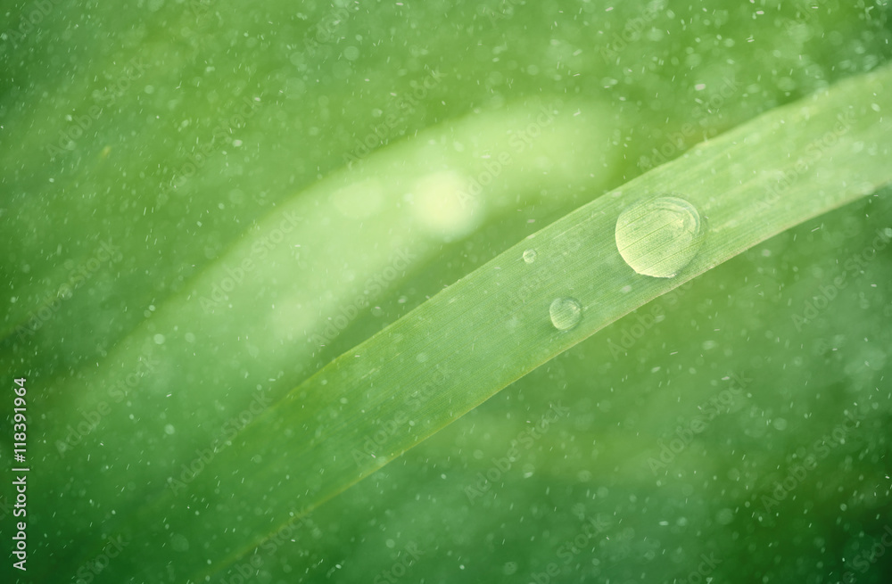 Green plant leaf closeup with water droplets at rainy day. Selective focus used.